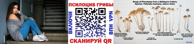 где найти   Снежногорск  Псилоцибиновые грибы Magic Shrooms 